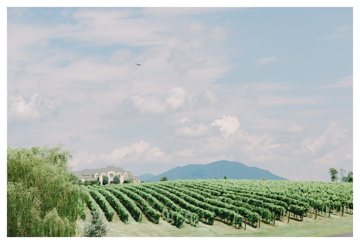 harrisonburg-virginia-wedding-photographer-cross-keys-vineyards-jenna-and-marcus-1