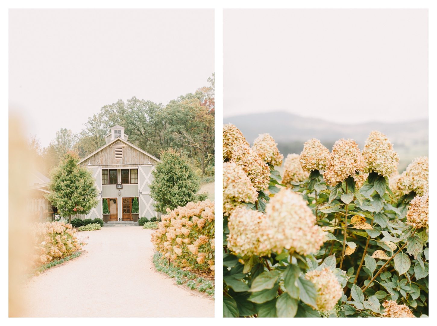 Pippin Hill Farm Proposal Photographer