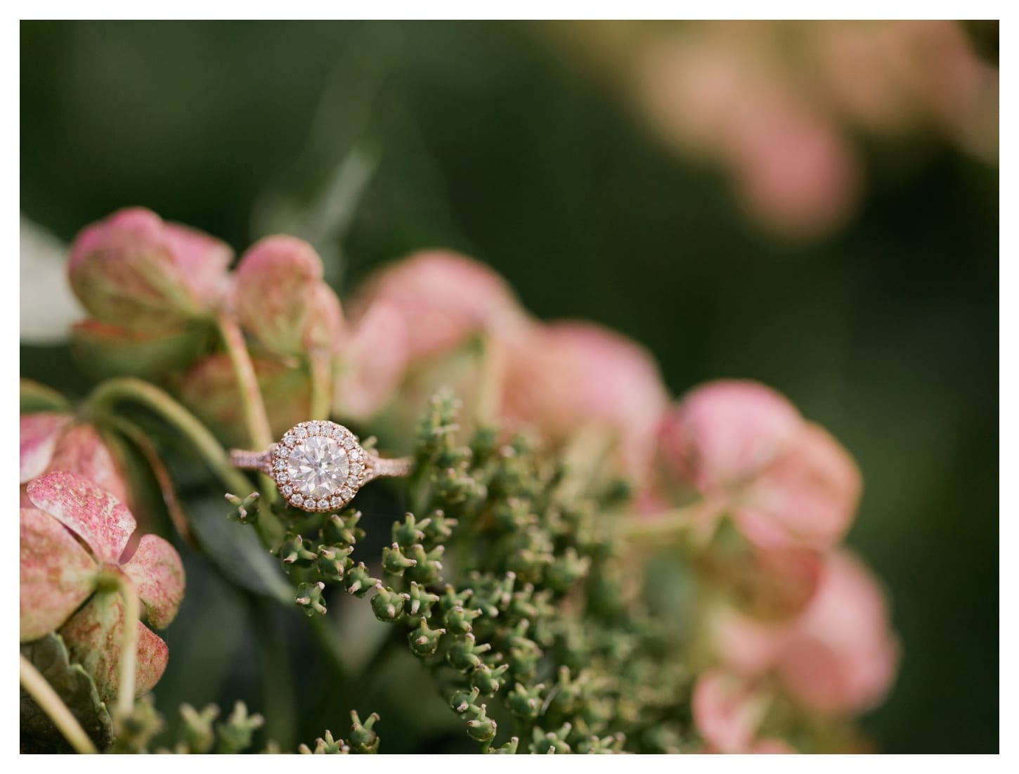 Dumbarton Oaks engagement photographer