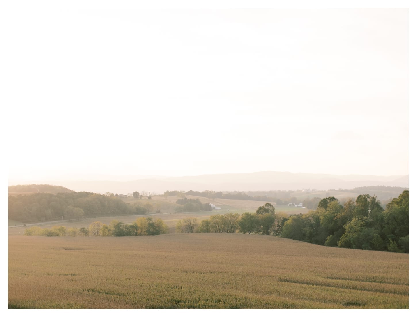 Bluestone Vineyard wedding photographer