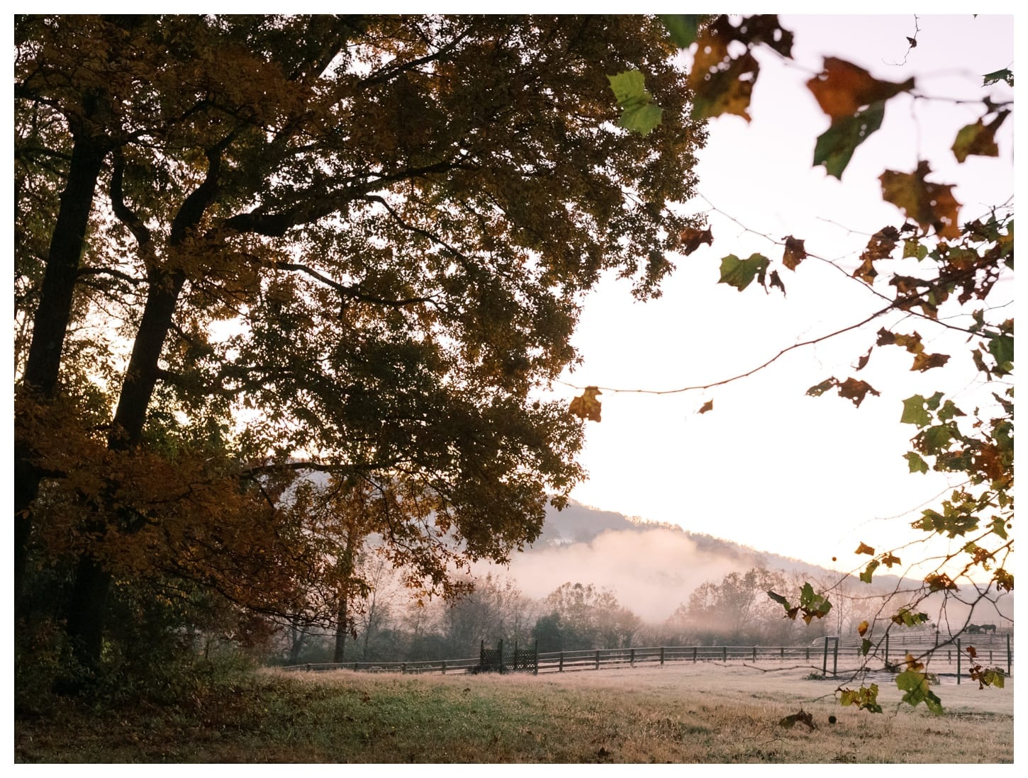 Pippin Hill Farm Wedding Photographer