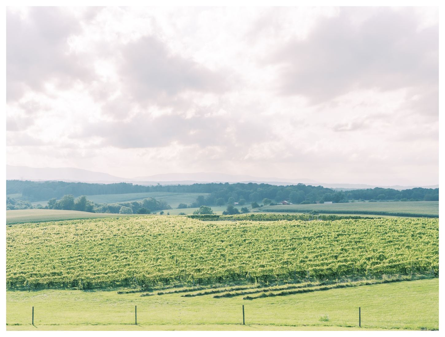 Barren Ridge Vineyards wedding photographer