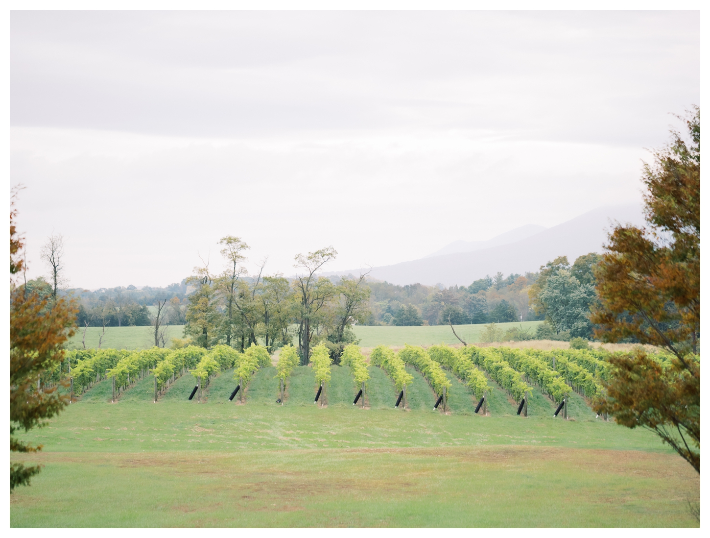 Cross Keys Vineyards Wedding Photographer