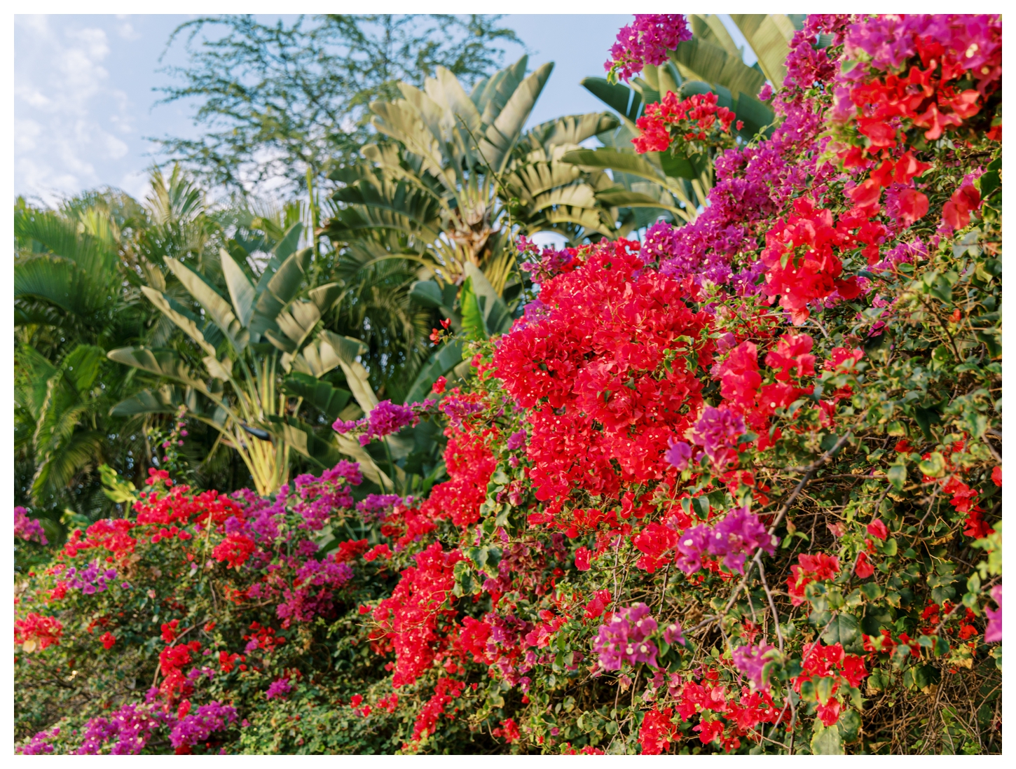Maui Hawaii photographer
